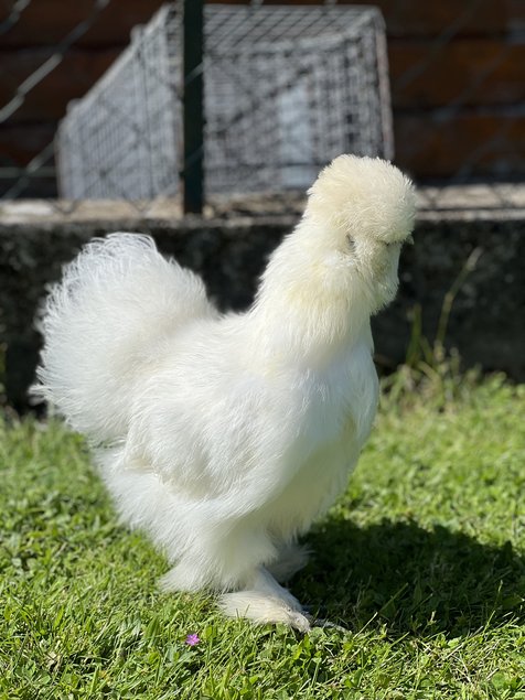 Oeufs fécondes poule soie blanche