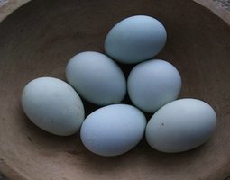 Oeufs Bleus fécondés à couver - la ferme rétro