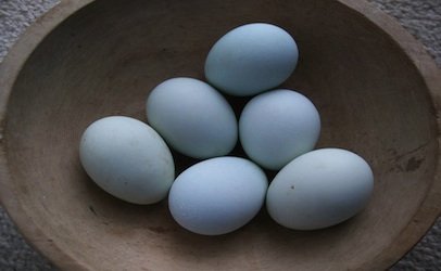 Oeufs Bleus fécondés à couver - la ferme rétro