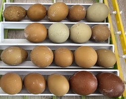 Olive Egger F4 F5