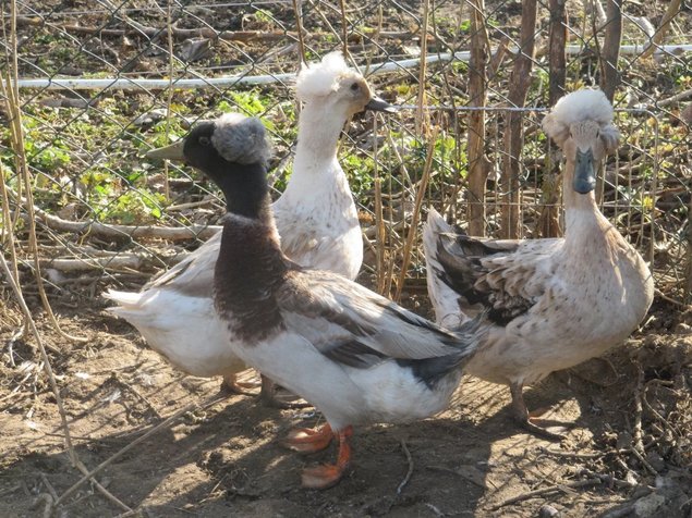 Canard à Pompon truité/sauvage