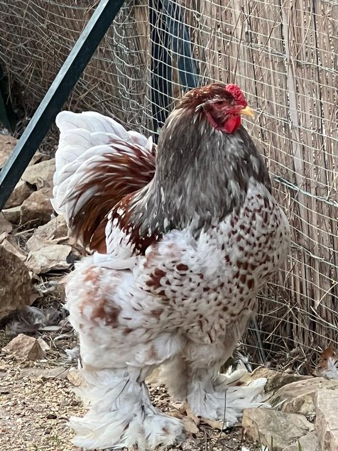 Oeuf Brahma Porcelaine