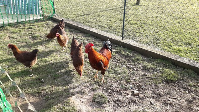 Oeufs fécondés de poules Welsumer race pure