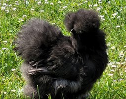 Silkies véritable Poule soie US / Oeuf à couver