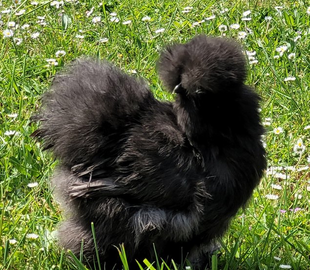 Silkies véritable Poule soie US / Oeuf à couver