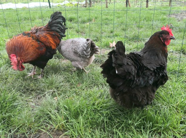 Marans noir et bleu cuivré 🇫🇷