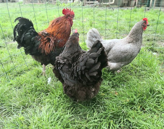 Marans noir et bleu cuivré 🇫🇷