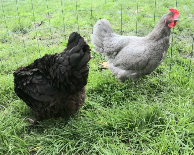 Marans noir et bleu cuivré 🇫🇷