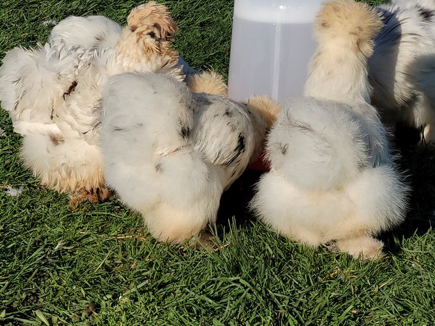 Silkies véritable Poule soie US / Oeuf à couver