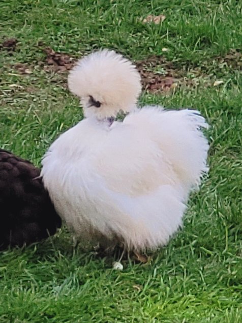 Silkies véritable Poule soie US / Oeuf à couver