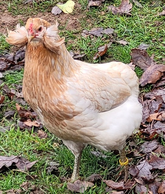 Oeufs à couver Araucana saumon doré