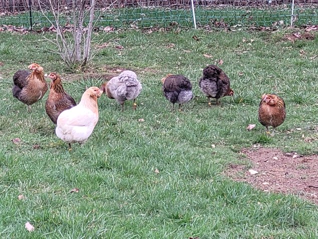 Oeufs à couver Araucana saumon doré