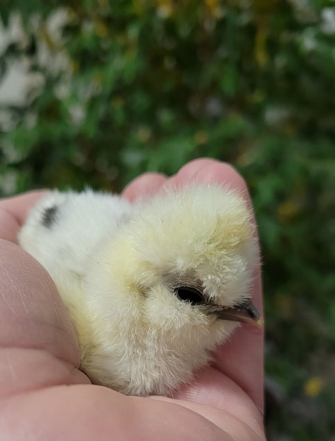 Silkies véritable Poule soie US / Oeuf à couver