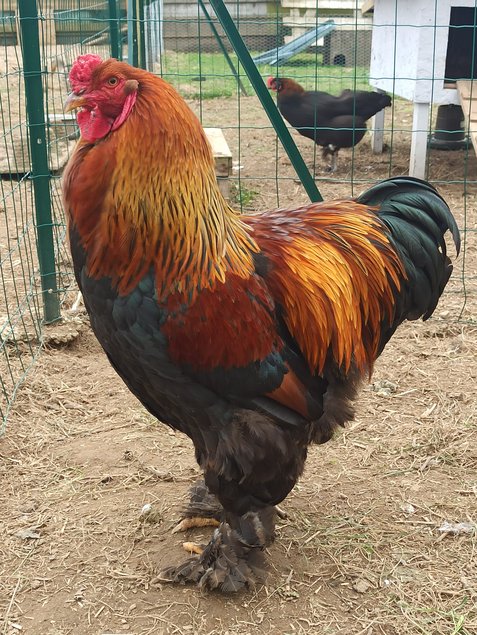 Oeufs fécondés Brahma Perdrix Doré Maillé bleu Grande race