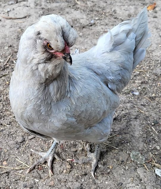 Œufs Fécondés Araucana Anglaise