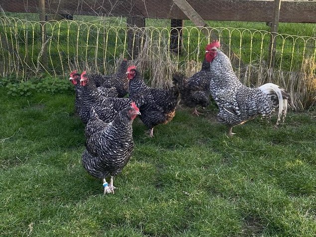 Oeufs fécondés de Coucou de Rennes