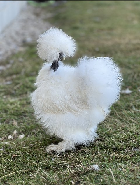 Oeufs fécondes poule soie blanche