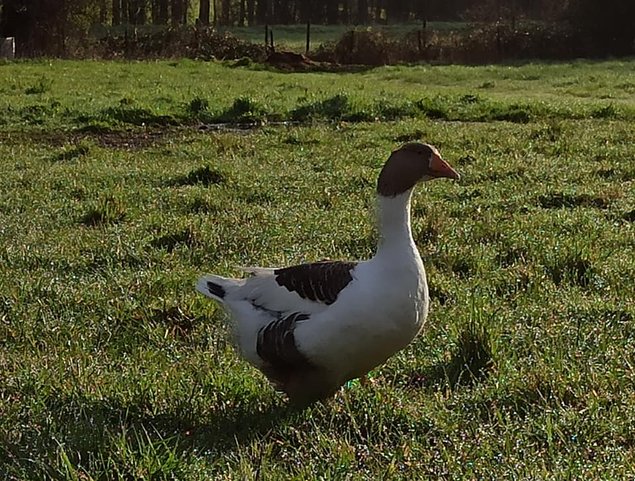 Oeufs d'oie flamande