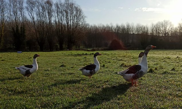 Oeufs d'oie flamande