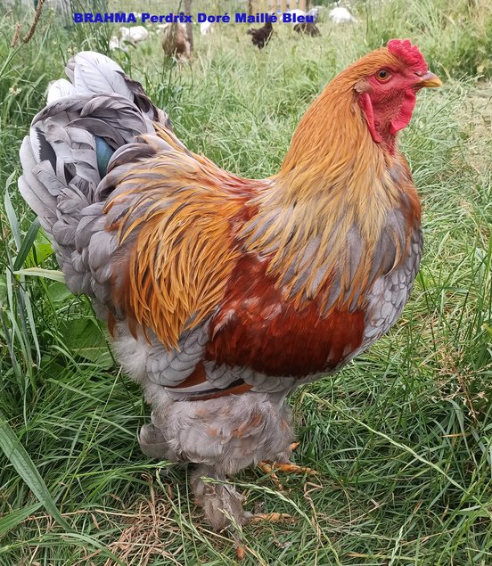 Oeufs fécondés Brahma Perdrix Doré Maillé bleu Grande race