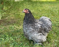 Oeufs Fécondés Pekin Bleue Ardoise