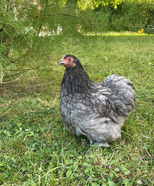 Oeufs Fécondés Pekin Bleue Ardoise