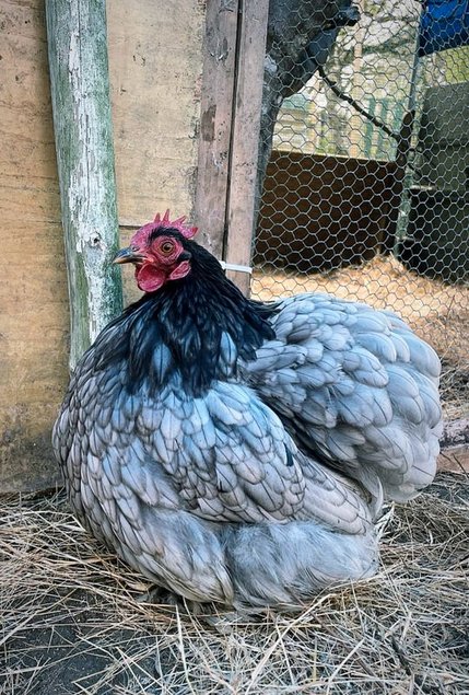 Oeufs Fécondés Pekin Bleue Ardoise