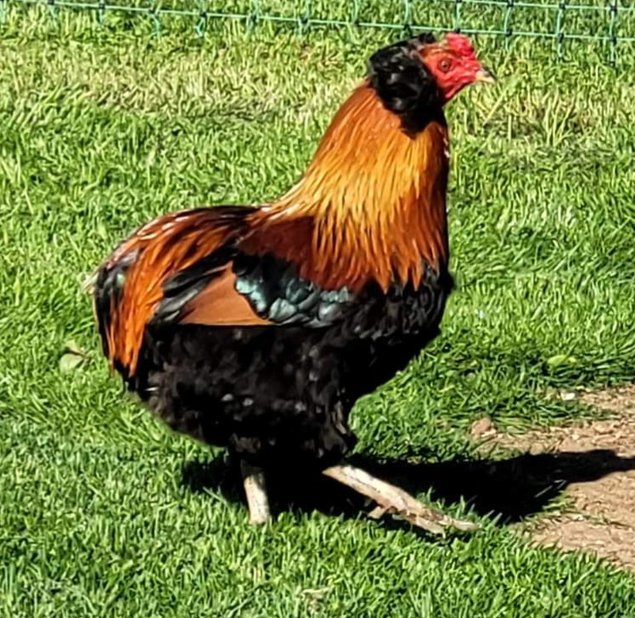 Oeufs à couver Araucana saumon doré