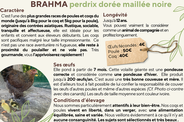 OEUFS A COUVER - BRAHMA PERDRIX MAILLE DORE