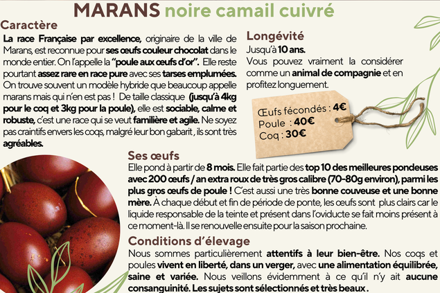 OEUFS A COUVER - MARANS NOIR CAMAIL CUIVRE