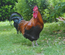 OEUFS A COUVER - MARANS NOIR CAMAIL CUIVRE