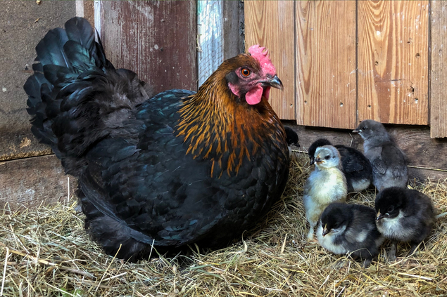 OEUFS A COUVER - MARANS NOIR CAMAIL CUIVRE