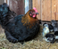 OEUFS A COUVER - MARANS NOIR CAMAIL CUIVRE