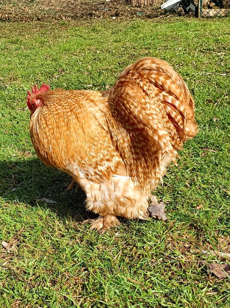 oeufs à couver PEKIN (2 coloris disponibles: coucou fauve-fauve / perdrix maillé doré)