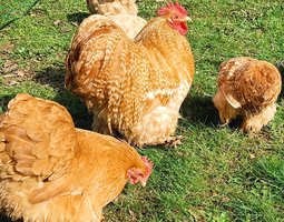 oeufs à couver PEKIN (2 coloris disponibles: coucou fauve-fauve / perdrix maillé doré)