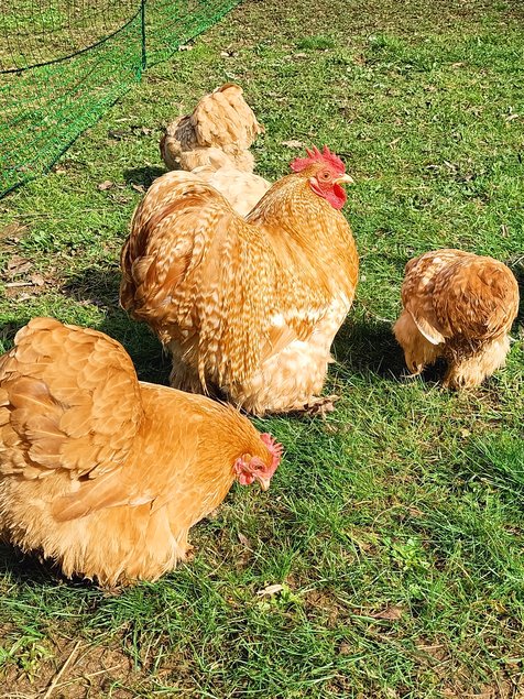 oeufs à couver PEKIN (2 coloris disponibles: coucou fauve-fauve / perdrix maillé doré)