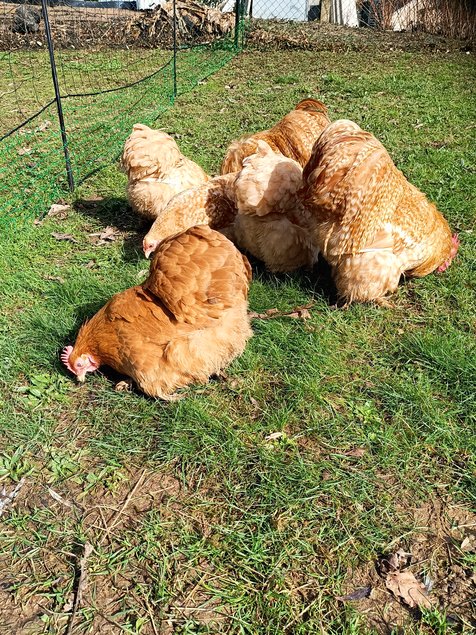 oeufs à couver PEKIN (2 coloris disponibles: coucou fauve-fauve / perdrix maillé doré)