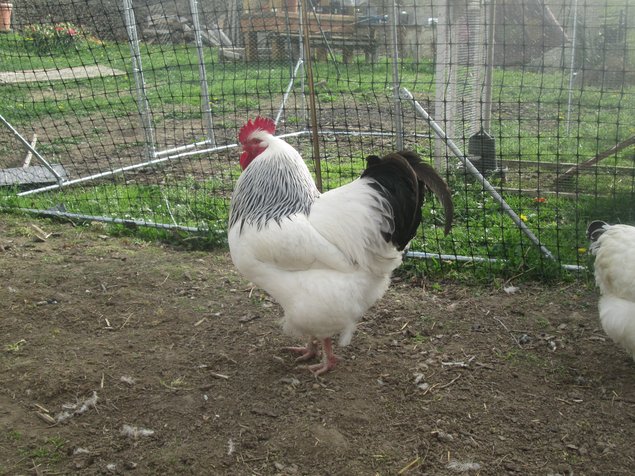 Oeufs Féconder Sussex Blanche Herminé Noir