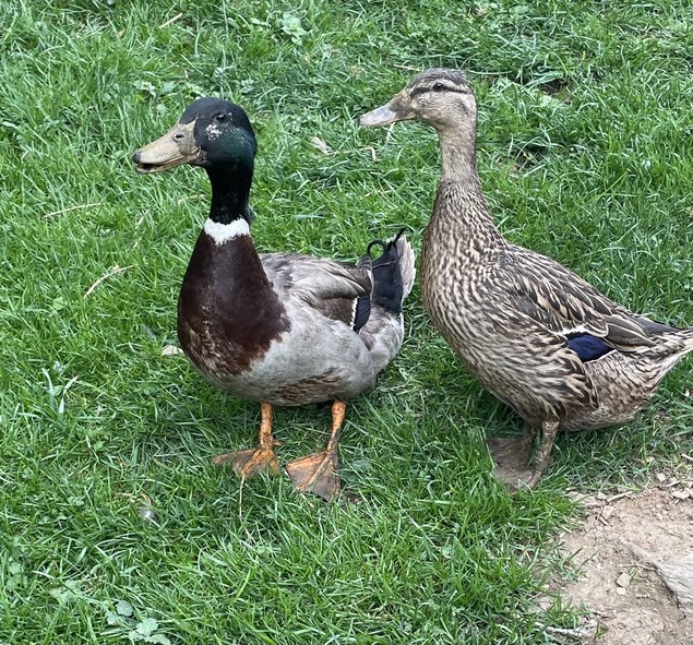 Oeufs fécondés canard Rouen