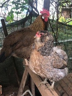 oeufs de poules fermières