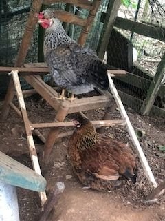 oeufs de poules fermières