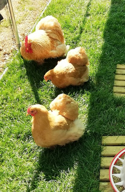 oeufs à couver PEKIN (2 coloris disponibles: coucou fauve-fauve / perdrix maillé doré)