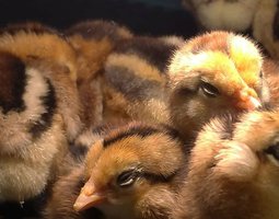 Oeufs à couver Araucana saumon doré