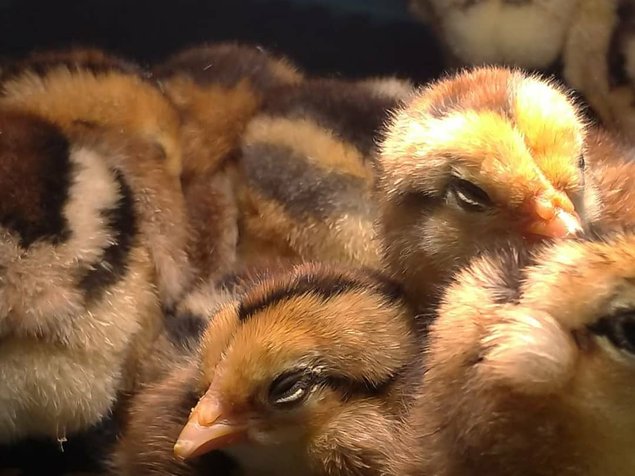 Oeufs à couver Araucana saumon doré