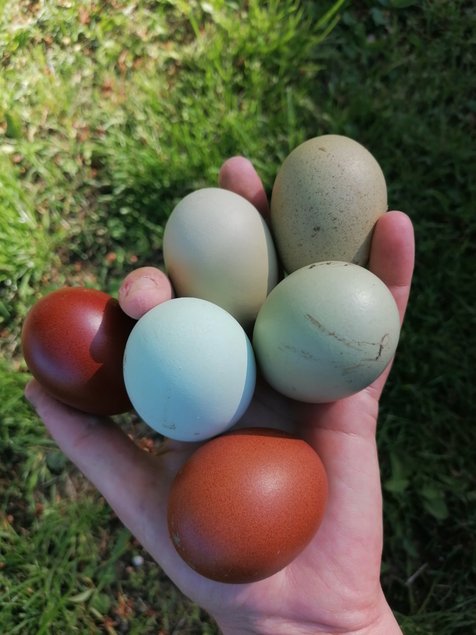 Oeufs fécondés marans, cream legbar et olive egger F1 ou f2