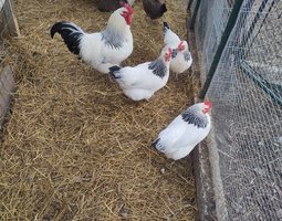 Oeufs de Bourbonnaise