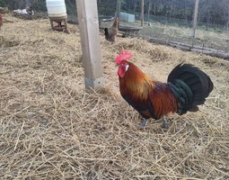 Oeufs de gauloise dorée