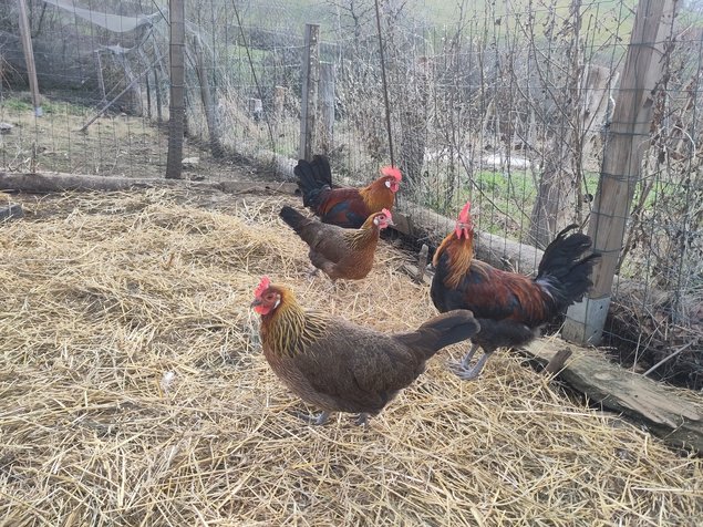 Oeufs de gauloise dorée