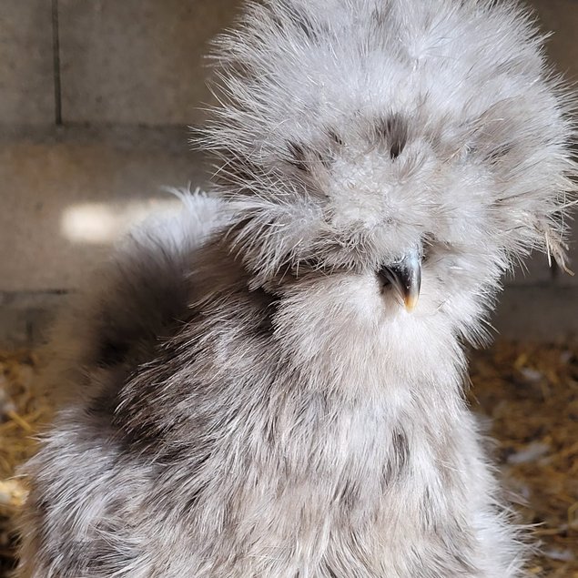 Silkies véritable Poule soie US / Oeuf à couver