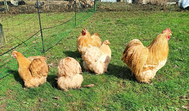 oeufs à couver PEKIN (2 coloris disponibles: coucou fauve-fauve / perdrix maillé doré)